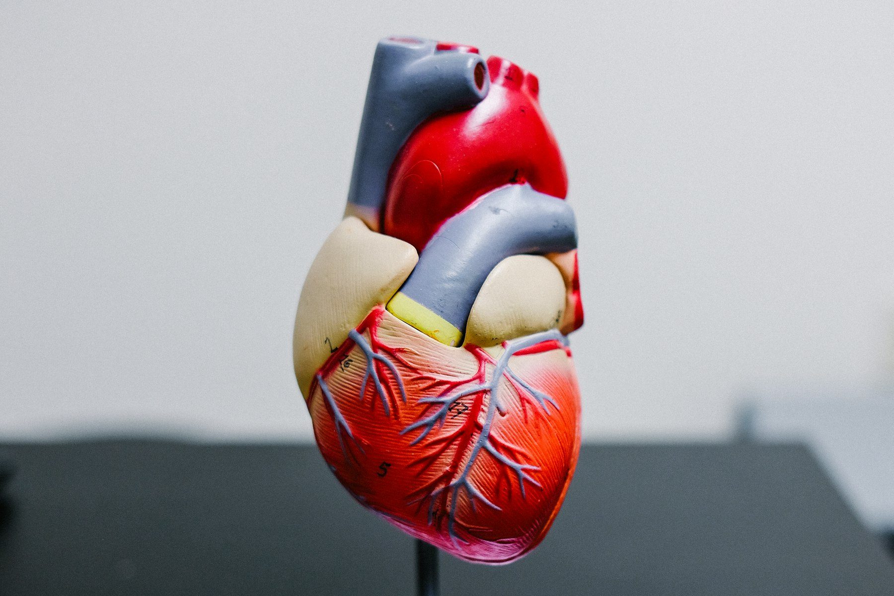 Anatomical model of the human heart, illustrating heart attack warning signs